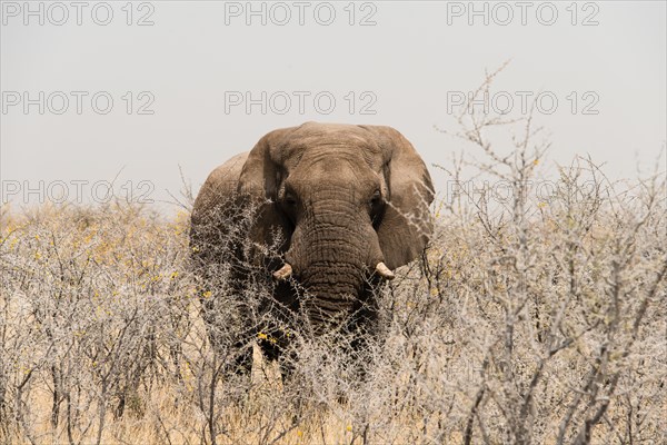 African Bush Elephant (Loxodonta africana)