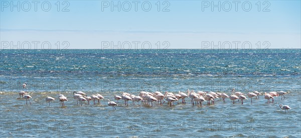 American Flamingoes (Phoenicopterus ruber)