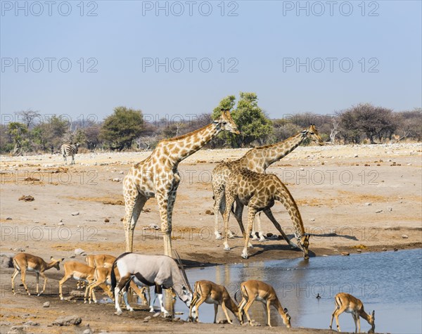 Giraffe (Giraffa camelopardalis)