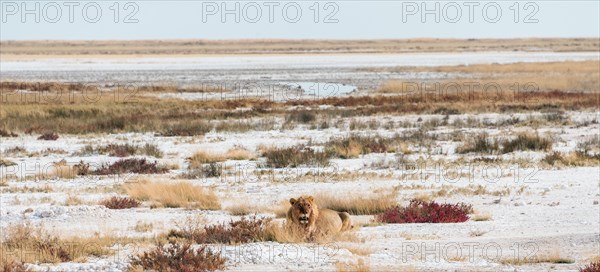 Lion (Panthera leo)