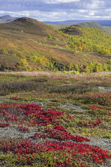 Vegetation in autumn colours