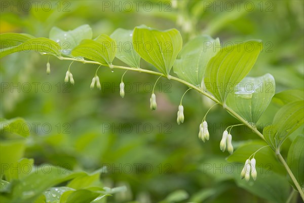 Solomon's Seal or Eurasian Solomon's Seal (Polygonatum multiflorum)