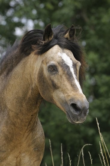 Connemara Pony stallion