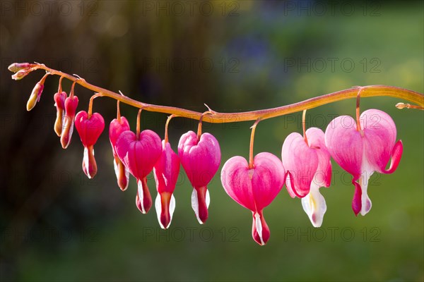 Bleeding Heart (Lamprocapnos spectabilis)