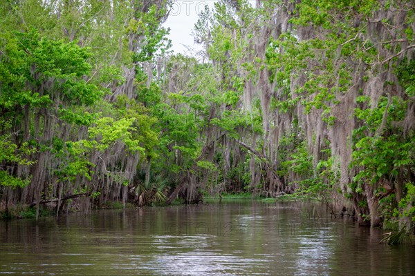 Spanish Moss (Tillandsia usneoides) growing on trees