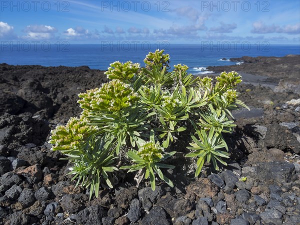 Small spurge bush (Euphorbia) on the cliff