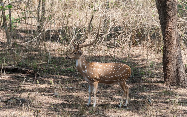 Chital (Axis axis)