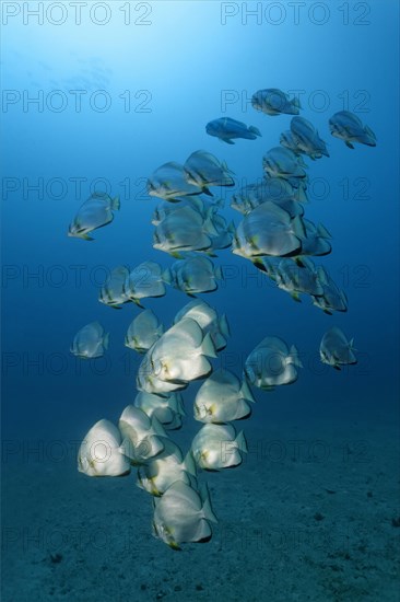 School of teira batfish (Platax teira)