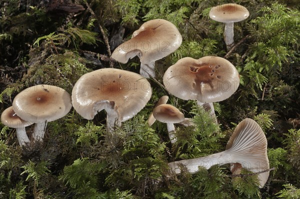 Clay Waxy Cap (Hygrophorus discoideus)