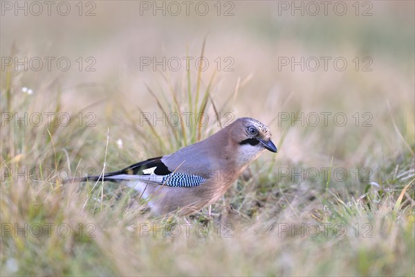 Eurasian Jay (falco tinnunculus) in a meadow