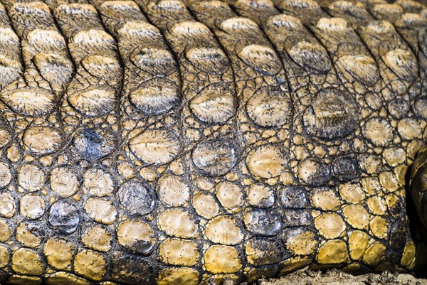 Nile Crocodile (Crocodylus niloticus)