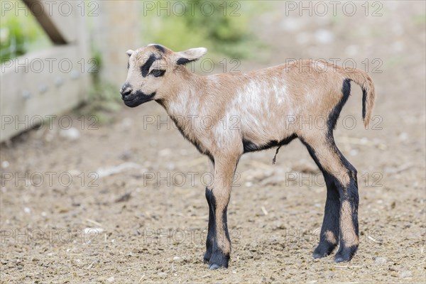 Cameroon Sheep