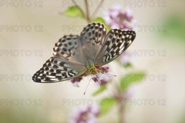 Silver-washed Fritillary (Argynnis paphia f valesina)