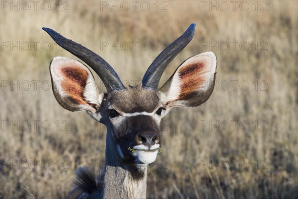 Greater Kudu (Tragelaphus strepsiceros)