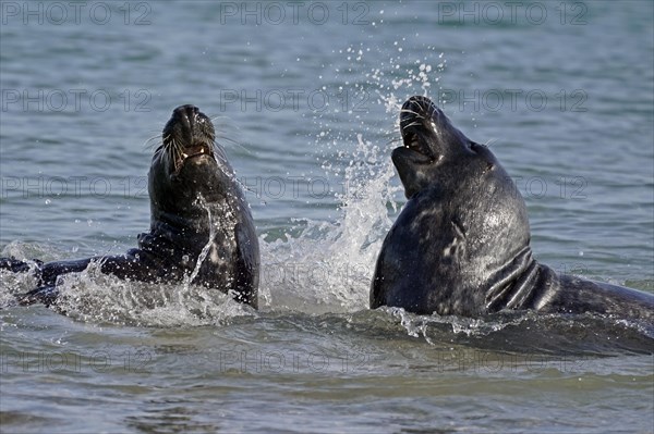 Two Grey seals (Halichoerus grypus) fighting in shallow water