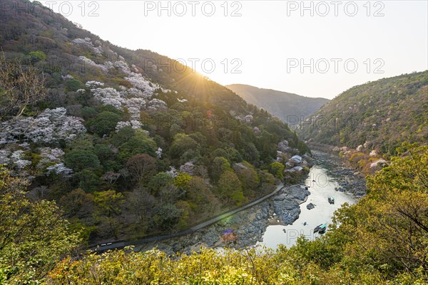 Blossoming cherry trees on the Katsura River