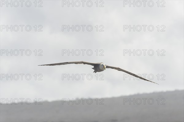 Waved Albatross or Galapagos Albatross (Phoebastria irrorata) in flight