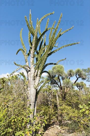 Madagascan Ocotillo or Alluaudia (Alluaudia procera)