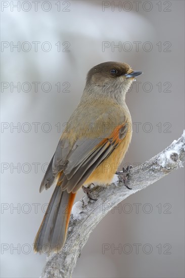 Siberian Jay (Perisoreus infaustus) on perch