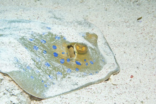 Bluespotted Ribbontail Ray (Taeniura lymma)