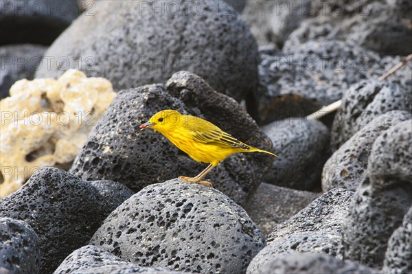 American Yellow Warbler (Dendroica petechia aureola)