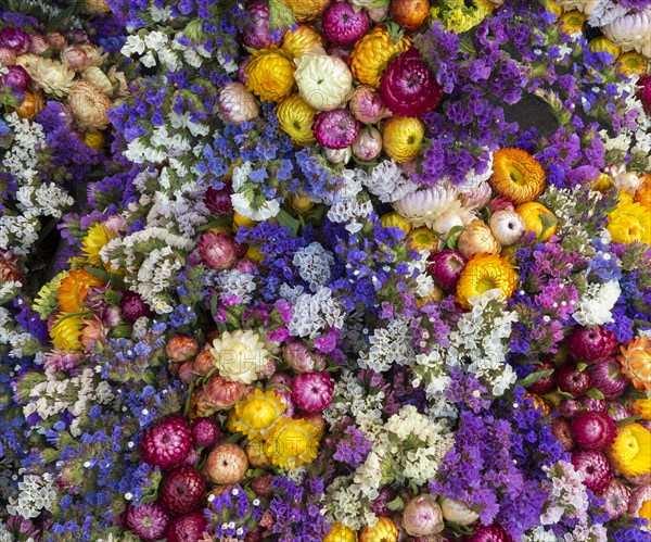 Colourful strawflowers