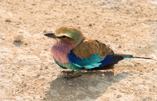 Lilac-breasted Roller (Coracias caudatus)