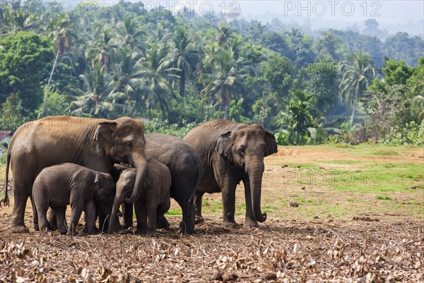 Asian elephants (Elephas maximus) feeding in the Pinnawela Elephants Orphanage