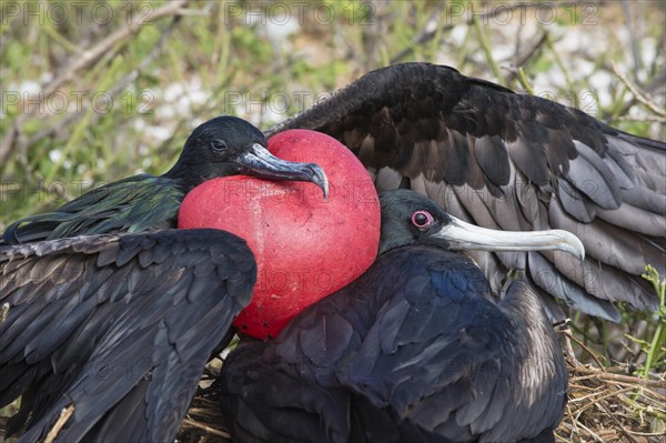 Great Frigatebirds (Fregata minor)