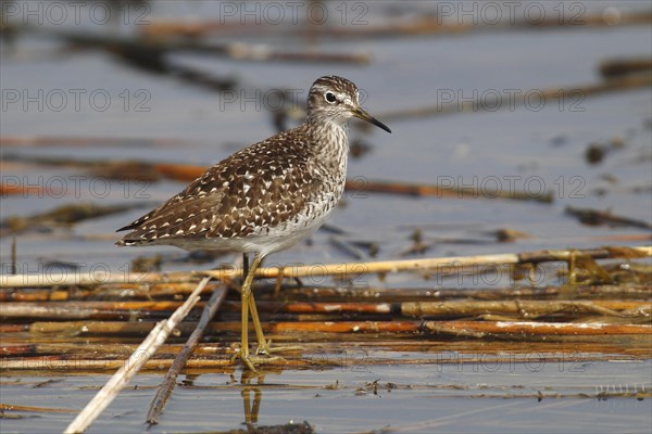 Wood Sandpiper (Tringa glareola) standing on reeds in shallow water