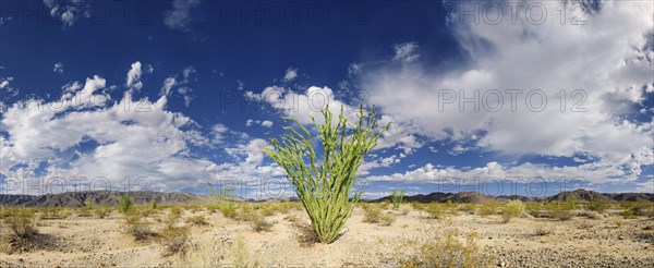 Ocotillo Shrub (Fouquieria splendens) with clouds in the sky