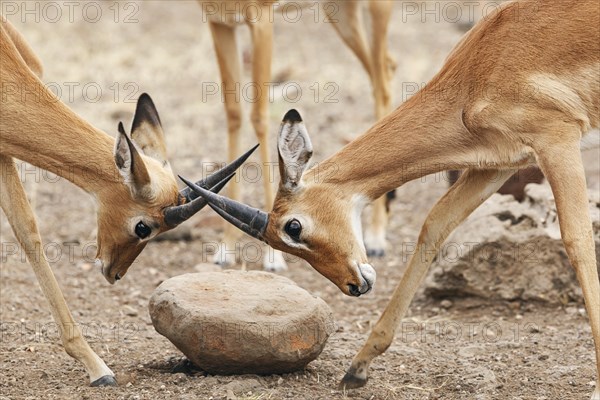 Two Impalas (Aepyceros melampus)