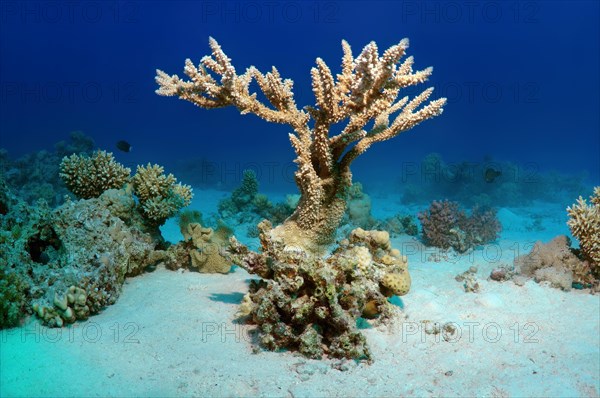 Coral reef in Ras Muhammad National Park