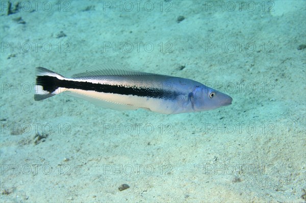 Blue blanquillo (Malacanthus latovittatus)