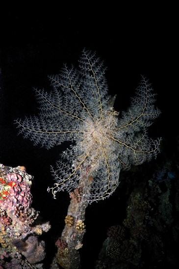 Basket Star (Gorgonocephalus caryi)