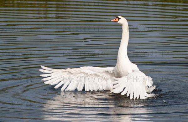 Mute Swan (Cygnus olor) spreading its wings