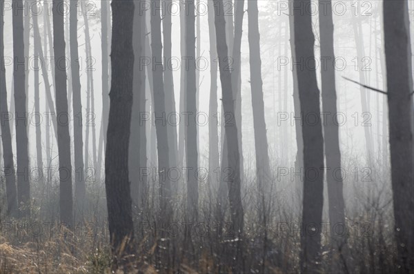 Dense fog in a pine forest