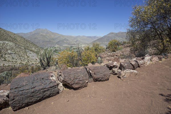 Petrified Araucaria wood