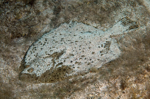 Black-Sea Turbot (Scophthalmus maeoticus)