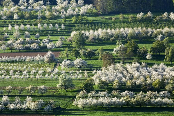 Blossoming cherry trees