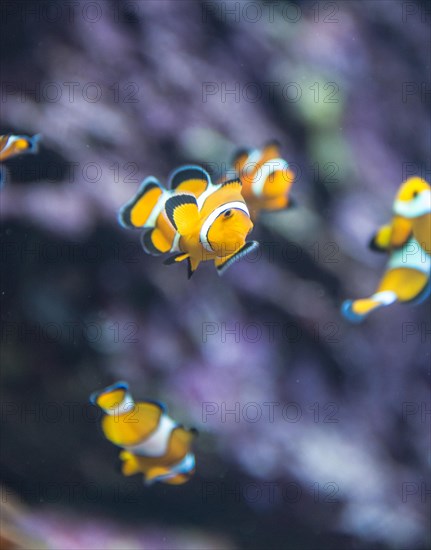 Blackfinned Clownfish