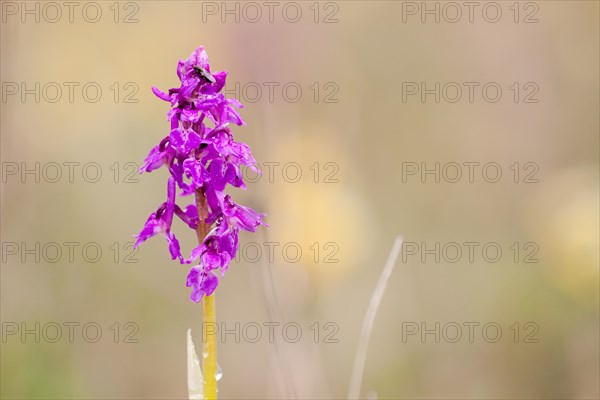 Early Purple Orchid (Orchis mascula)