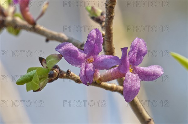 Mezereon (Daphne mezereum)