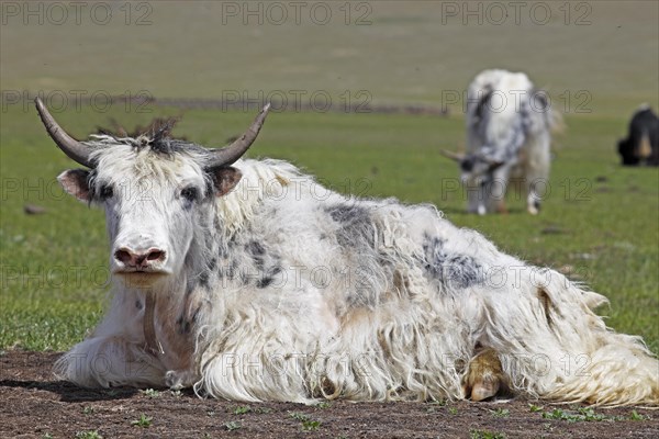 Yak (Bos mutus) surrounded by flies on a meadow