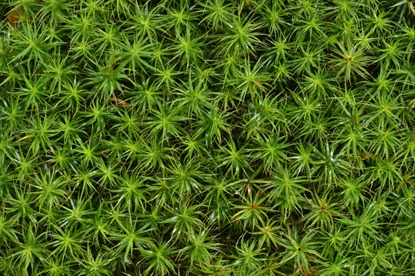 Haircap Moss or Hair Cap Moss (Polytrichum formosum)