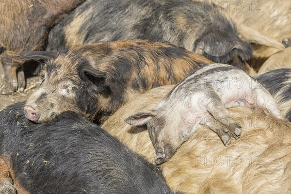 Mangalitsa or Mangalitza Pigs (Sus scrofa domestica)