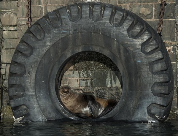 Brown Fur Seal (Arctocephalus pusillus) in a tire on the harbour wall