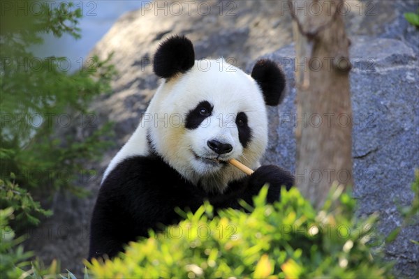 Giant Panda (Ailuropoda melanoleuca) adult