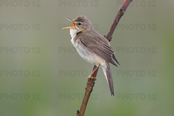 Marsh Warbler (Acrocephalus palustris) perched on a branch