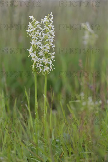 Lesser Butterfly Orchid (Platanthera bifolia)